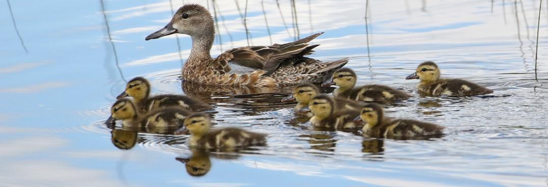 duck brood